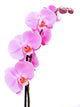 Beautiful pink Orchid, isolated on a white background. Wall Decal