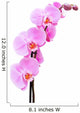 Beautiful pink Orchid, isolated on a white background. Wall Decal
