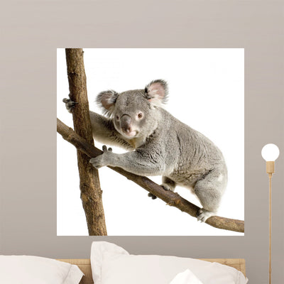 Koala Wall Decal Design 3 shown on a wall