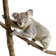 Koala Wall Decal Design 3