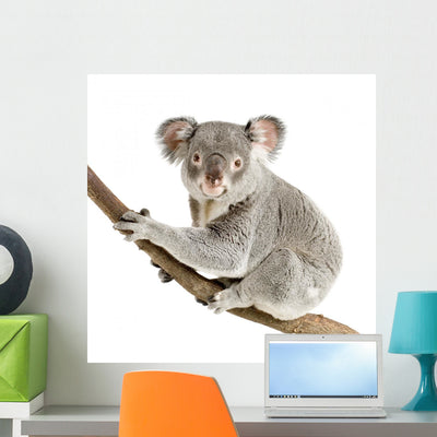 Koala Wall Decal Design 2 shown on a wall