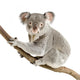 Koala Wall Decal Design 2