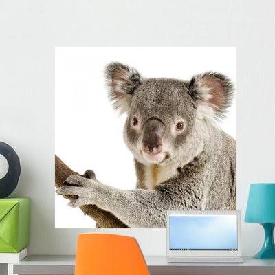 Koala Wall Decal Design 1 shown on a wall