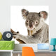 Koala Wall Decal Design 1