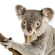 Koala Wall Decal Design 1