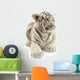 White Tiger From 3 Weeks Wall Decal