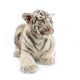 White Tiger From 3 Weeks Wall Decal