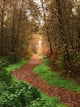 Woodland Walk Wall Decal