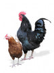Rooster with the Hen Wall Decal