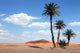 Palm Trees Sahara Desert Wall Decal