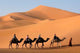 Camel Caravan Sahara Desert Wall Decal Design 3