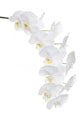 Orchidacea Bianca