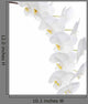 Orchidacea Bianca