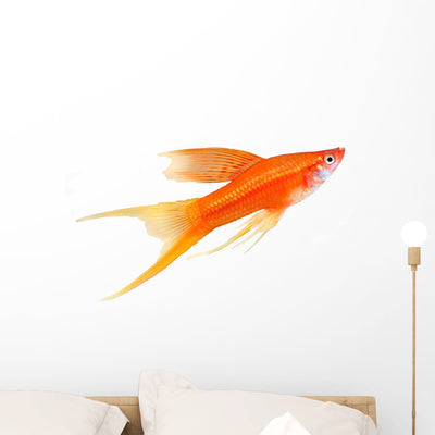 Hi Fin Lyretail Swordtail Wall Decal shown on a wall
