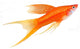 Hi Fin Lyretail Swordtail Wall Decal