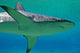 Shark Wall Decal Design 1