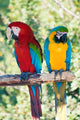 Laughing Parrots