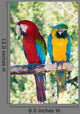Laughing Parrots