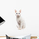 Domestic Cat Ankara cat - Turkish Cat Wall Decal