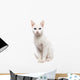 Domestic Cat Ankara cat - Turkish Cat Wall Decal
