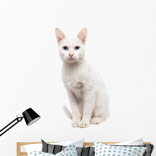 Domestic Cat Ankara cat - Turkish Cat Wall Decal