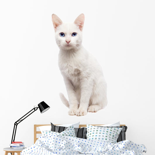 Domestic Cat Ankara cat - Turkish Cat Wall Decal