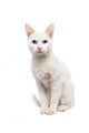 Domestic Cat Ankara cat - Turkish Cat Wall Decal