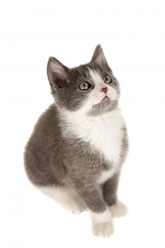 Small Kitten