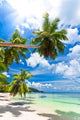 Seychelles beach coconut Wall Mural