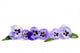 Pansy Border