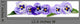 Pansy Border