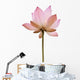 Pink Color Water Lilly Flower Wall Decal