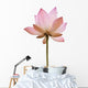 Pink Color Water Lilly Flower Wall Decal