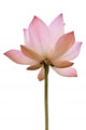 Pink Color Water Lilly Flower Wall Decal