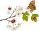 Cherry Tree Flowers Bugs Wall Mural