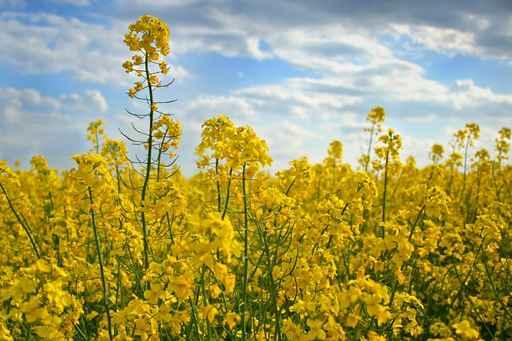 Canola Wall Decal