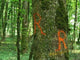 Marquage En Foret Wall Decal