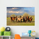 Horses