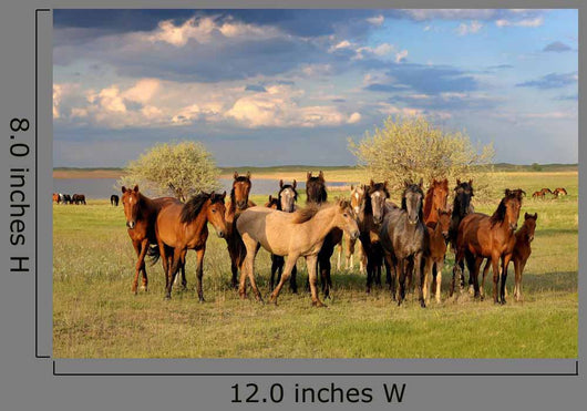 Horses