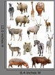 African Animals Collection Wall Decal Sticker Set