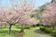 Kawazu Cherry Blossom Park