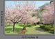 Kawazu Cherry Blossom Park