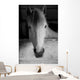 Black and White Portrait Wall Mural