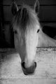 Black and White Portrait Wall Mural