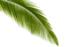 Palm Leaf Wall Decal