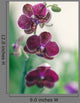 Mauve Orchid Wall Mural