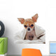 Chihuahua puppy wet Wall Decal