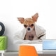 Chihuahua puppy wet Wall Decal