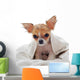 Chihuahua puppy wet Wall Decal