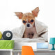 Chihuahua puppy wet Wall Decal